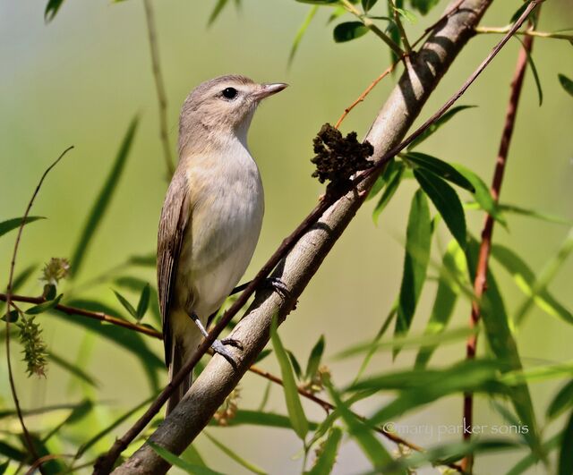 Warbling Vireo