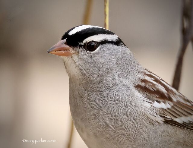 White-crowned Sparrow