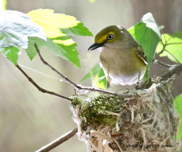 White-eyed Vireo