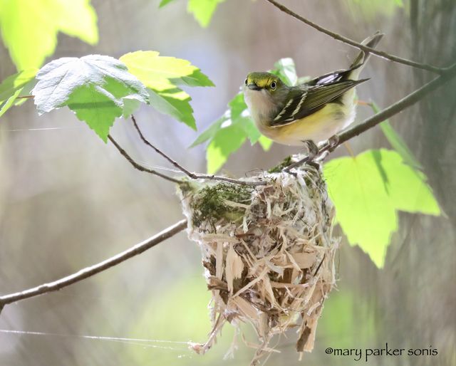 White-eyed Vireo