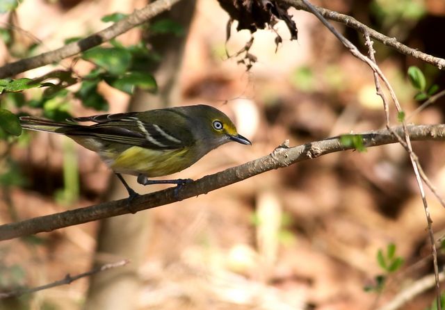 White-eyed Vireo