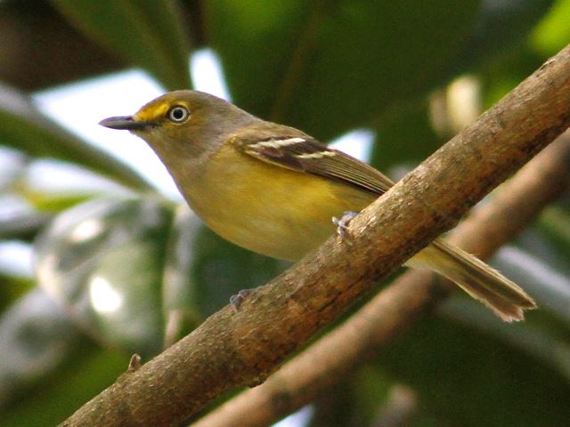 White-eyed Vireo