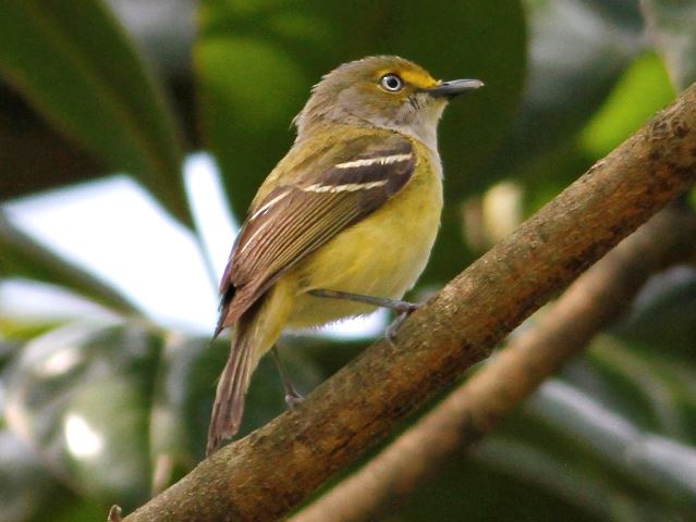 White-eyed Vireo