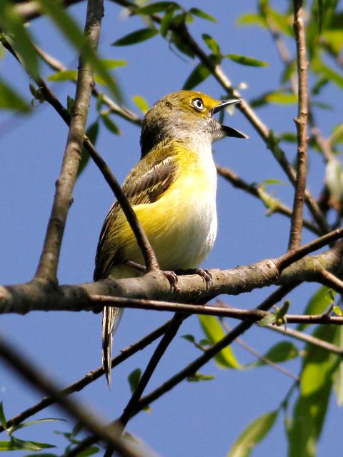 White-eyed Vireo