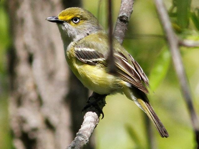 White-eyed Vireo