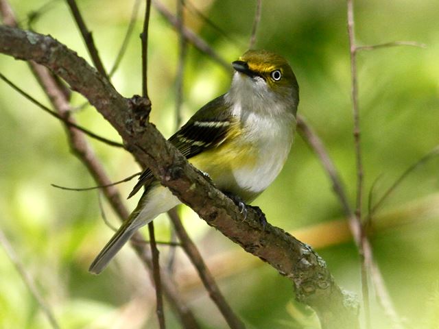 White-eyed Vireo
