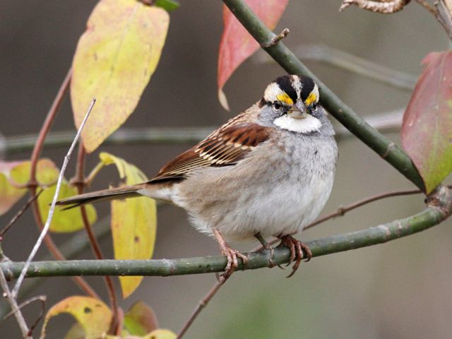 White-throated Sparrow