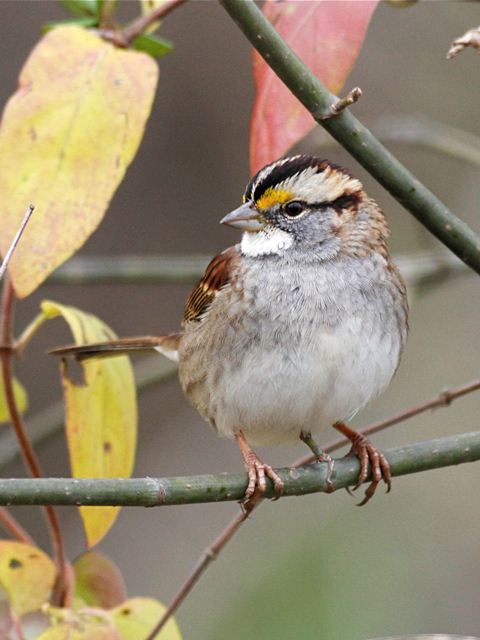 White-throated Sparrow