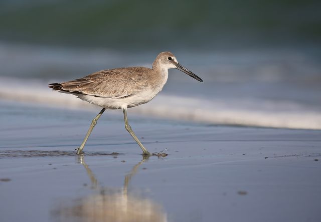 Willet