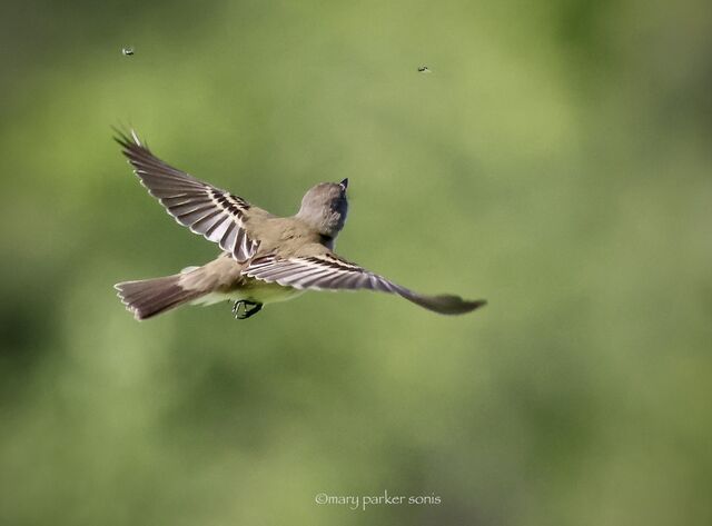 Willow Flycatcher