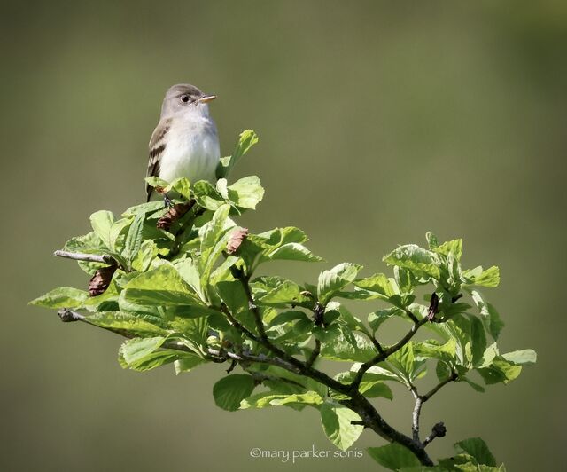 Willow Flycatcher