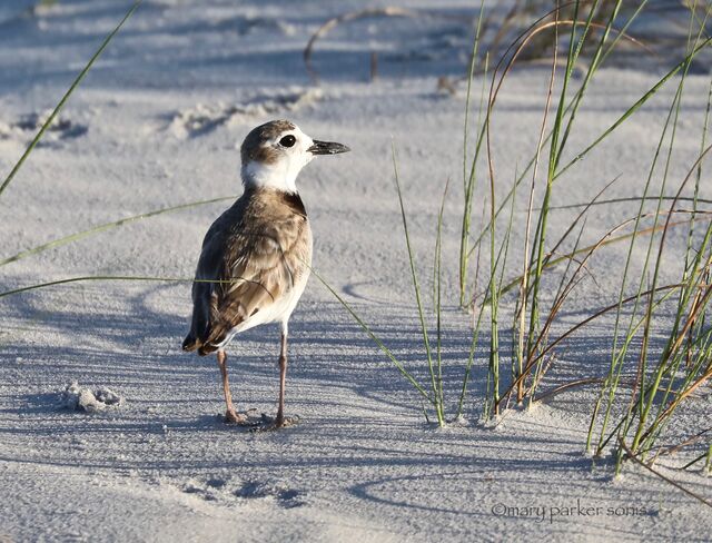 Wilson's Plover