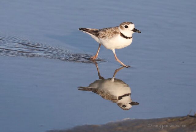 Wilson's Plover