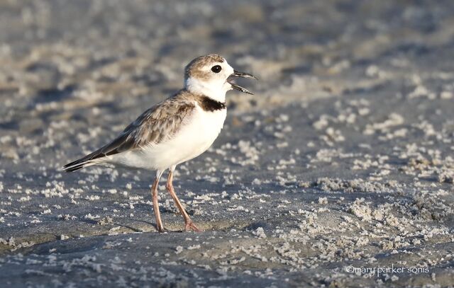 Wilson's Plover