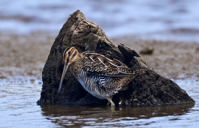 Wilson's Snipe