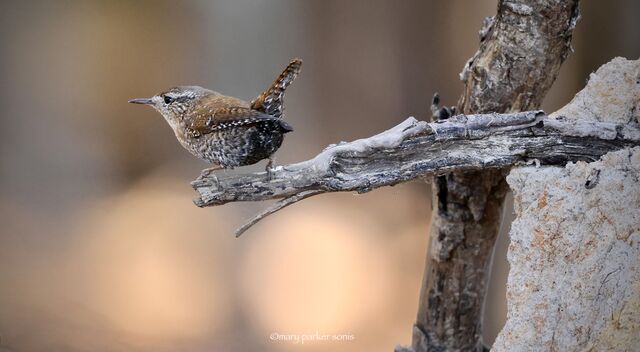 Winter Wren