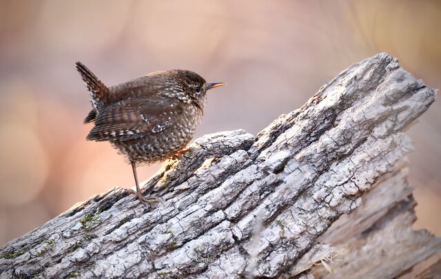 Winter Wren