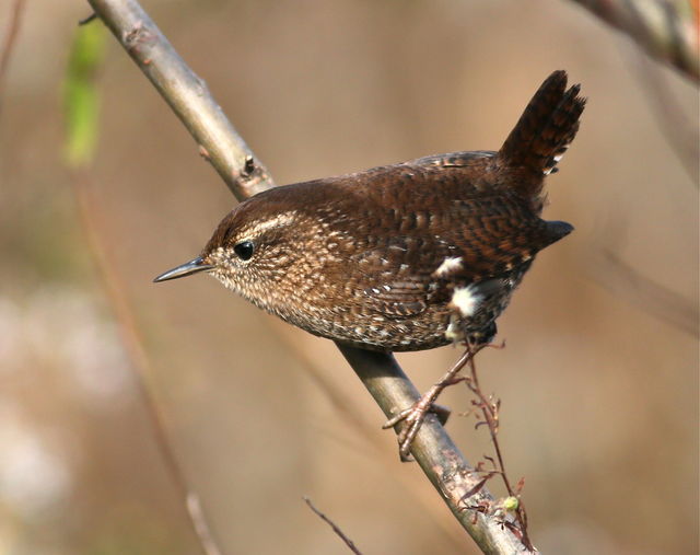 Winter Wren