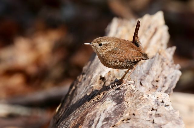 winter wren winter wren