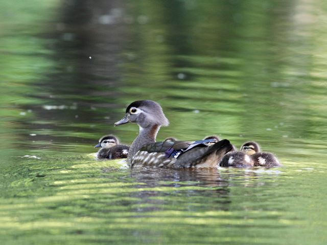 Wood Ducks
