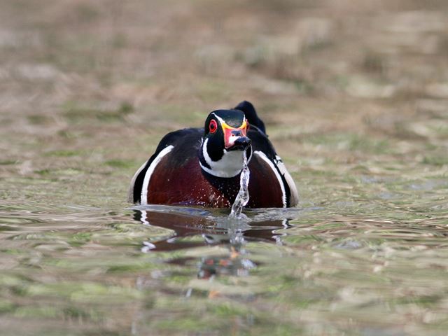 Wood Duck