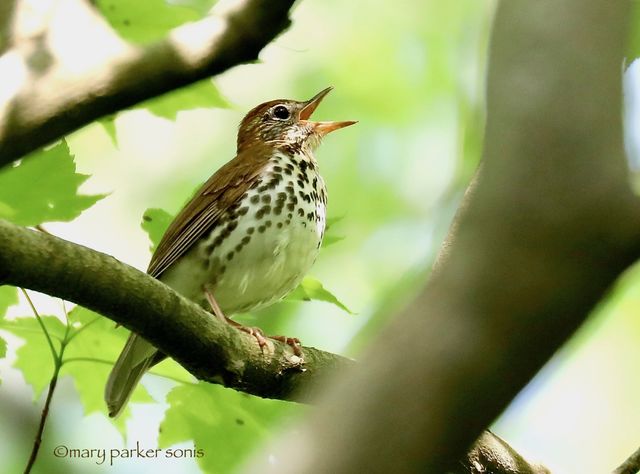 Wood Thrush