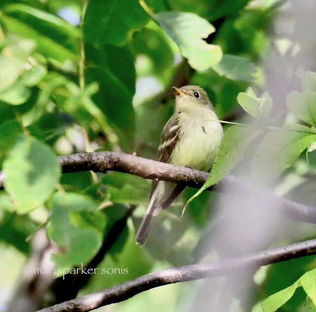 Yellow-bellied Flycatcher