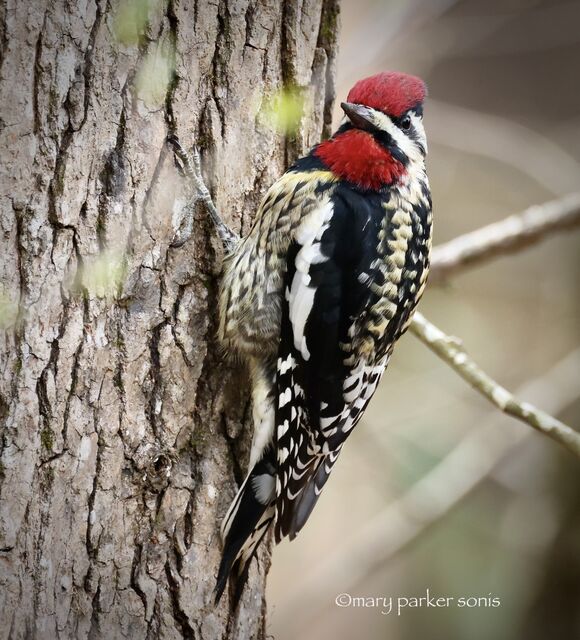Yellow-bellied Sapsucker