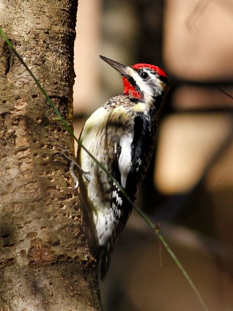 Yellow-bellied Sapsucker