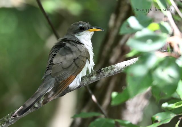 Yellow-billed Cuckoo