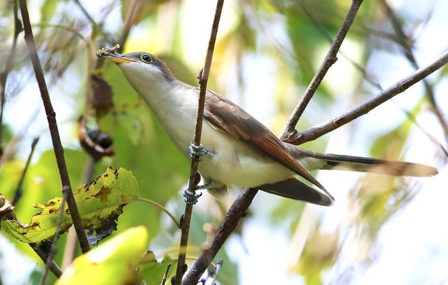 Yellow-billed Cuckoo
