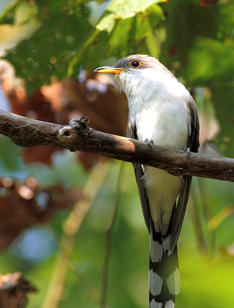 Yellow-billed Cuckoo