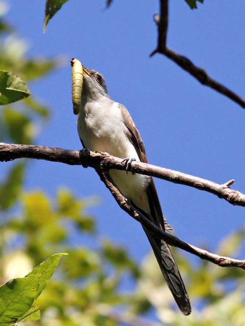 Yellow-billed Cuckoo