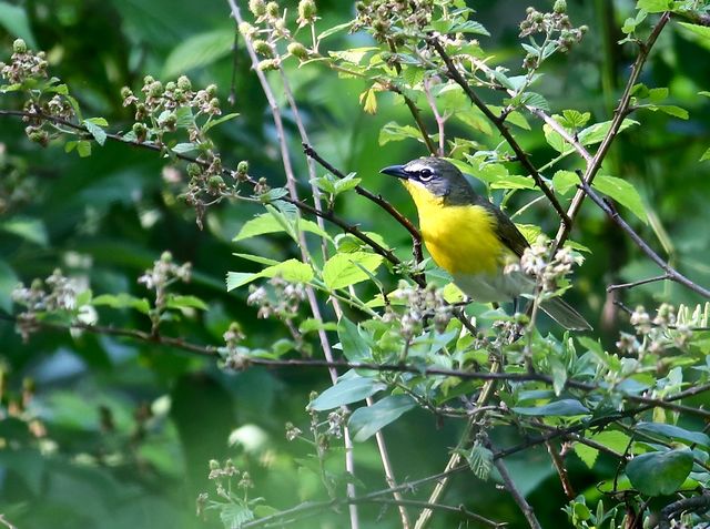 Yellow-breasted Chat