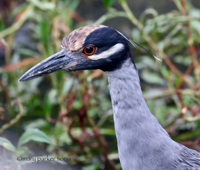 Yellow-crowned Night-Heron
