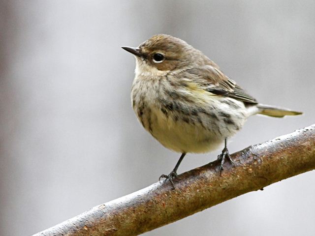 Yellow-rumped Warbler