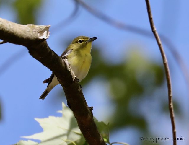 Yellow-throated Vireo