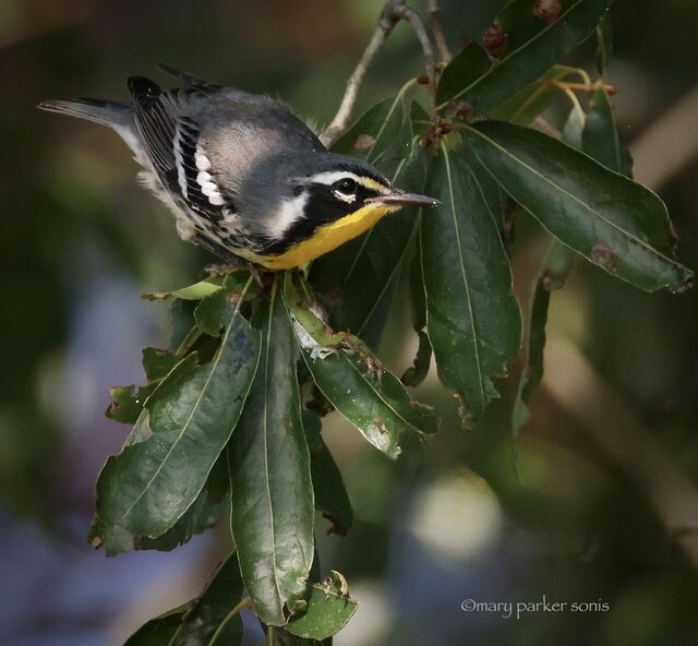 Yellow-throated Warbler