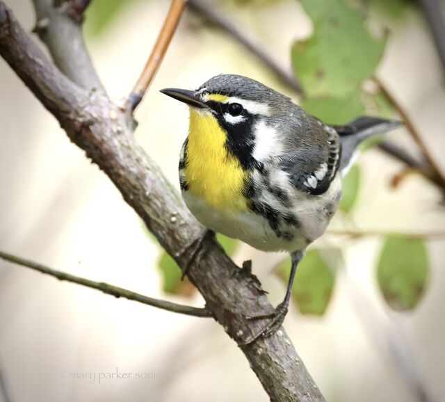 Yellow-throated Warbler