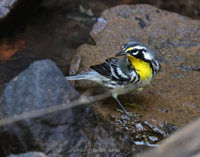 Yellow-throated Warbler