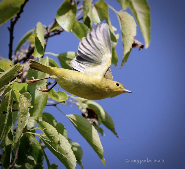 Yellow Warbler