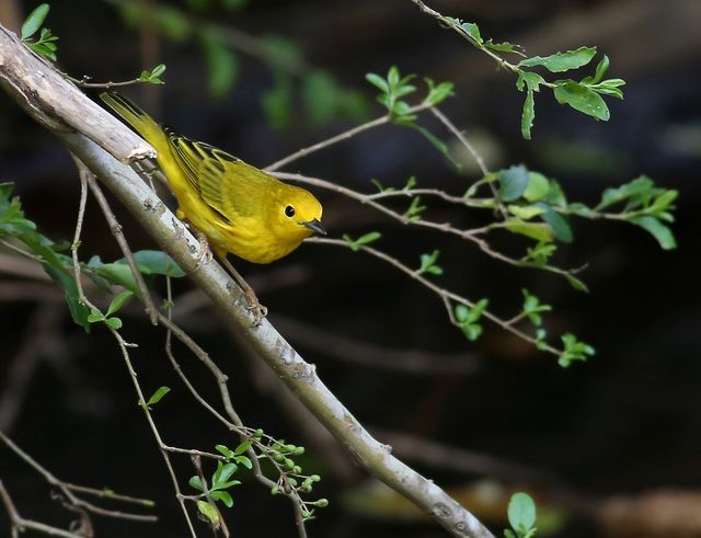 Yellow Warbler