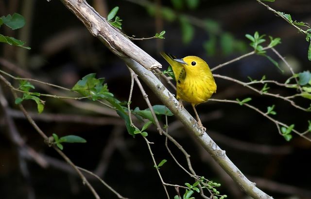 Yellow Warbler