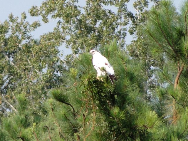 Red-tailed Hawk