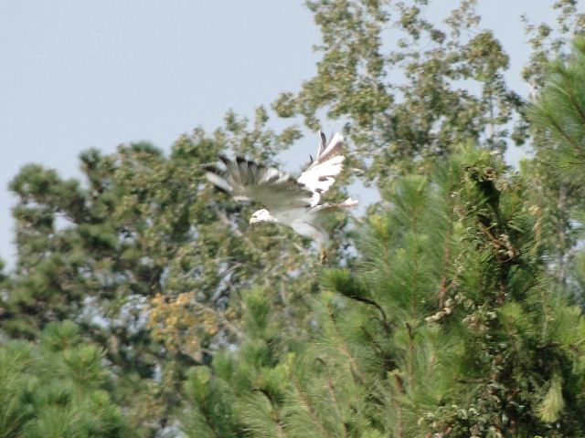 Red-tailed Hawk