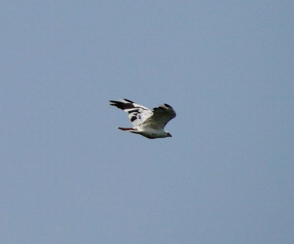 Red-tailed Hawk