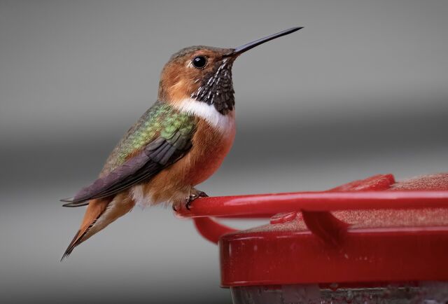 Allen's Hummingbird