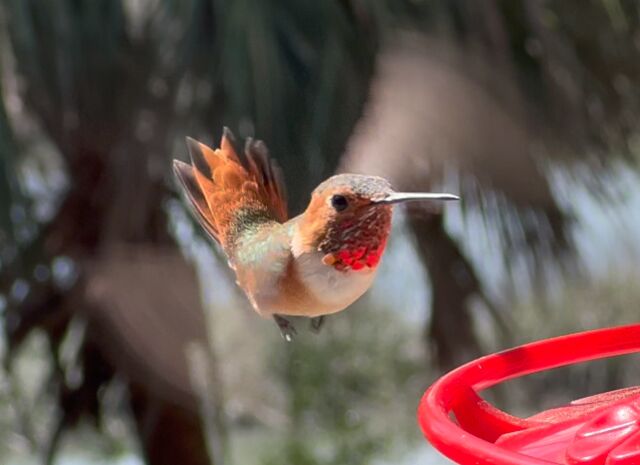 Allen's Hummingbird