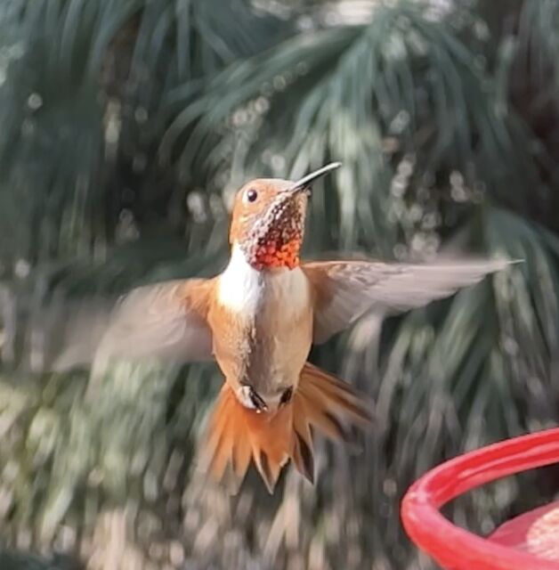 Allen's Hummingbird