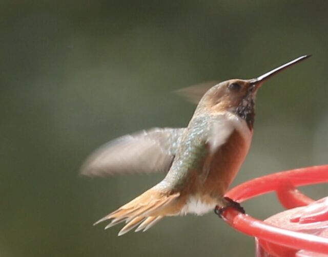 Allen's Hummingbird